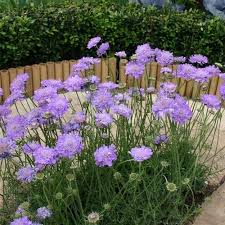 Image result for Scabiosa columbaria
