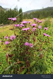 Attēlu rezultāti vaicājumam “Centaurea phrygia”