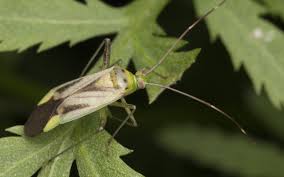 Attēlu rezultāti vaicājumam “Adelphocoris quadripunctatus”