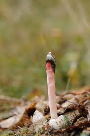 Attēlu rezultāti vaicājumam “Mutinus ravenelii”