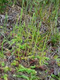 Attēlu rezultāti vaicājumam “Lycopodiaceae”