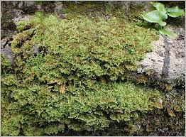 Attēlu rezultāti vaicājumam “Ctenidium molluscum”