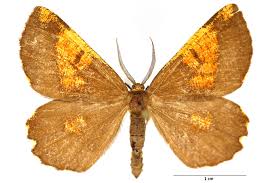 Attēlu rezultāti vaicājumam “Angerona prunaria”