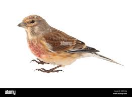 Attēlu rezultāti vaicājumam “Carduelis cannabina”