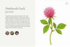 Attēlu rezultāti vaicājumam “Trifolium pratense leaf”