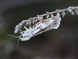 Attēlu rezultāti vaicājumam “Cribraria vulgaris young”