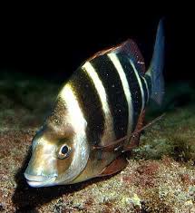 Image result for Diplodus cervinus