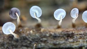 Attēlu rezultāti vaicājumam “Physarum confertum spores”