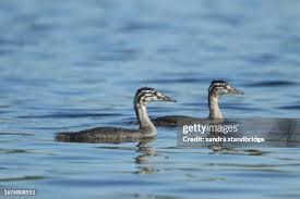 Attēlu rezultāti vaicājumam “Podiceps cristatus juvenile”
