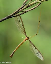 Attēlu rezultāti vaicājumam “Tipulidae”