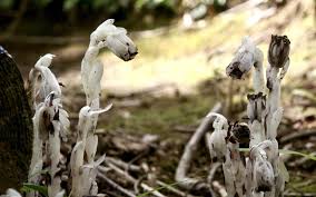 Image result for ギンリョウソウ