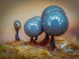 Attēlu rezultāti vaicājumam “Cribraria rufa stalked”