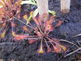 Attēlu rezultāti vaicājumam “Drosera x obovata leaf”