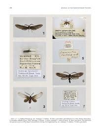 Attēlu rezultāti vaicājumam “Zygaenidae”