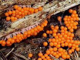 Attēlu rezultāti vaicājumam “Hemitrichia sp.”
