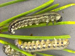 Attēlu rezultāti vaicājumam “Trichiosoma larva”