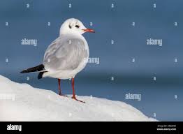 Attēlu rezultāti vaicājumam “Larus ridibundus adult”