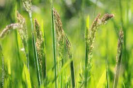 Attēlu rezultāti vaicājumam “Gramineae”