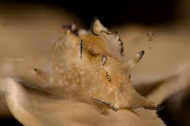 Attēlu rezultāti vaicājumam “Hoplia parvula imago”