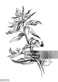 Attēlu rezultāti vaicājumam “Lithospermum officinale flower”