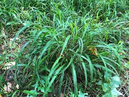 Attēlu rezultāti vaicājumam “Didymium proximum stalked”