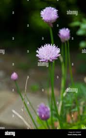 Attēlu rezultāti vaicājumam “Allium schoenoprasum fruit”