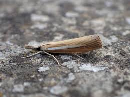 Attēlu rezultāti vaicājumam “Agriphila selasella”