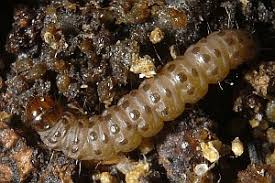 Attēlu rezultāti vaicājumam “Eudonia lacustrata”