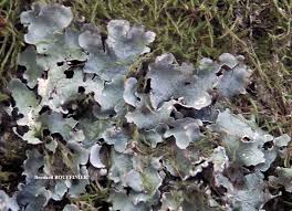 Attēlu rezultāti vaicājumam “Cetrelia olivetorum”