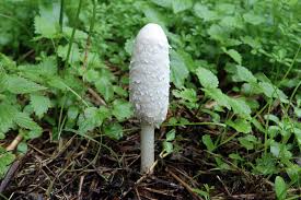 Attēlu rezultāti vaicājumam “Coprinus comatus”