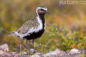 Attēlu rezultāti vaicājumam “Pluvialis apricaria”