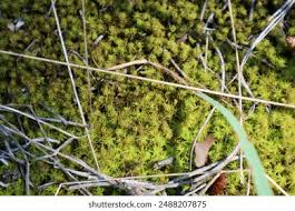 Attēlu rezultāti vaicājumam “Syntrichia ruralis var. ruraliformis”