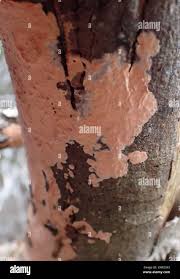 Attēlu rezultāti vaicājumam “Corticium roseum”