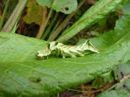 Attēlu rezultāti vaicājumam “Melanchra persicariae larva”