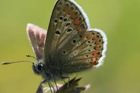 Attēlu rezultāti vaicājumam “Aricia artaxerxes”