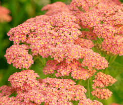Attēlu rezultāti vaicājumam “Achillea salicifolia”