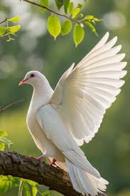 Attēlu rezultāti vaicājumam “Columba livia f. domestica adult”