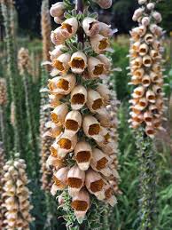 Image result for Digitalis ferruginea
