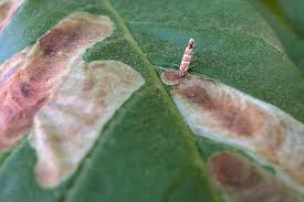Attēlu rezultāti vaicājumam “Cameraria ohridella”
