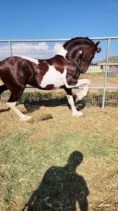 Image result for chestnut friesian