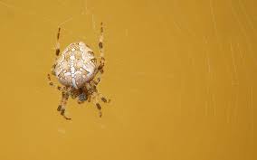 Attēlu rezultāti vaicājumam “Araneus diadematus juvenile”