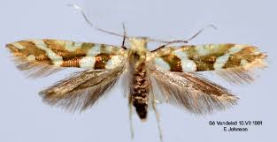 Attēlu rezultāti vaicājumam “Argyresthia goedartella”