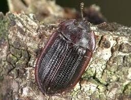 Attēlu rezultāti vaicājumam “Ostoma ferruginea”