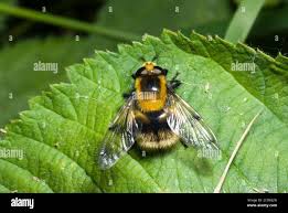 Attēlu rezultāti vaicājumam “Volucella bombylans”