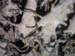 Attēlu rezultāti vaicājumam “Anaptychia ciliaris”