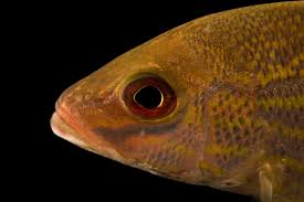 Image result for Lutjanus synagris