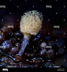 Attēlu rezultāti vaicājumam “Trichia sp.”