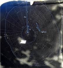 Attēlu rezultāti vaicājumam “Araneus diadematus eggs”