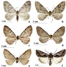 Attēlu rezultāti vaicājumam “Charissa ambiguata”
