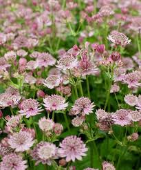 Attēlu rezultāti vaicājumam “Astrantia major”